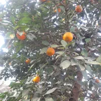 بالنگ یا بادرنگ ونارنج ولیمو شیرین|خوردنی و آشامیدنی|سنگر, |دیوار