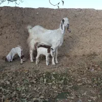 دو بز و بزغاله خارجی