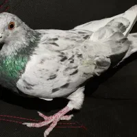 کبوتر سرور نر گرفتنی