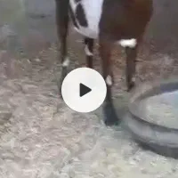 بز  برای قربانی