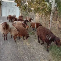 میش هترو دوقلو سه قلو زای بشرت ازمایش