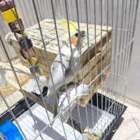 عروس هلندی