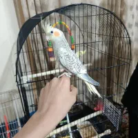 عروس هلندی گل باقالی نر فول دستی