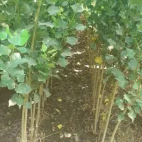 نهال صنوبر نیگرا ، درخت صنوبر، گلخانه نهالستان|گل و گیاه طبیعی|مشهد, خواجه ربیع|دیوار