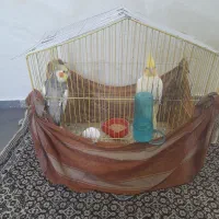 عروس هلندی بالغ