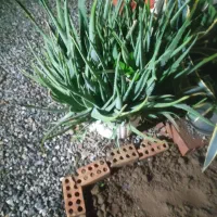 گل وگیاه|گل و گیاه طبیعی|گرگان, |دیوار