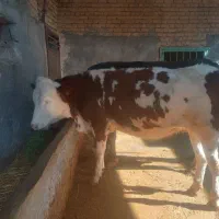 گاو همراه گوساله ماده و تلیسه آبستن|حیوانات مزرعه|بجنورد, |دیوار