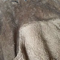 هودی|لباس|سقز, |دیوار