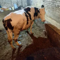 گاو|حیوانات مزرعه|نظر کهریزی, |دیوار