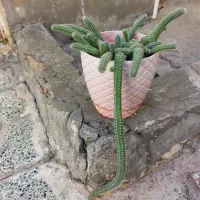 گل طبیعی خانگی|گل و گیاه طبیعی|الوند, |دیوار