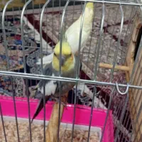 جفت عروس پاریس مولدباجوجه|پرنده|اهواز, منبع اب|دیوار