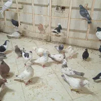 کفتر برای نو بازی|پرنده|مشهد, یوسفیه (شهرک غرب)|دیوار