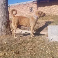 ماده پژدر شکم طلا