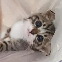 همبازی گربه