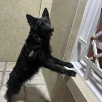 ماده بلک ژرمن