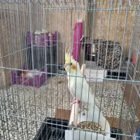 یه عدد عروس هلندی بفروش میرسد با قفس