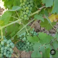 فروش غوره محلی درجه یک ابدار