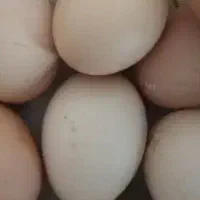 تخم مرغ محلی نطفه دار ۲۵تومان