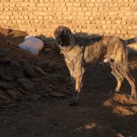 سگ دورگ سراب و افغان