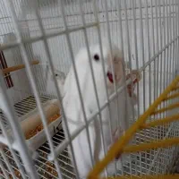 یک جفت عروس هلندی مولدباجوجه|پرنده|بجنورد, |دیوار