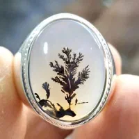 شجر موزه‌ای مبهوت کننده قائنات رکاب استاد الماسی