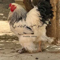 جوجه برهما لایت و بلولایت زینتی قناری رسمی‌ بلند