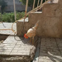 خروس|حیوانات مزرعه|آبیک, |دیوار