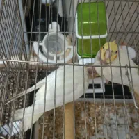 دو دانه جوجه عروس هلندی تازه دون خورشده|پرنده|دالاهو, |دیوار