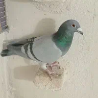 کفتر پلاکی|پرنده|شیراز, سلطان آباد|دیوار