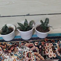 گل طبیعی|گل و گیاه طبیعی|یاسوج, |دیوار