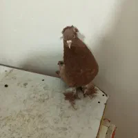 قرمز نشان فیلی و دورح|پرنده|نمین, |دیوار