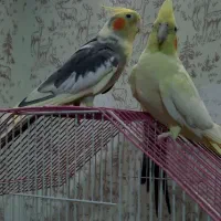 عروس هلندی مولد