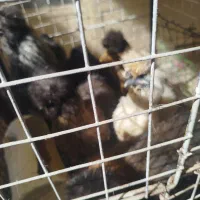 اجتماعی|ماهی|شوشتر, |دیوار