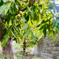 باغچه شهرکی سندتک برگ،مناسب ساخت ویلا