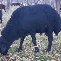 قوچ قره قزل دو دندان|حیوانات مزرعه|زنجان, |دیوار