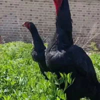 مرغ خروس جوجه لاری اوشامو