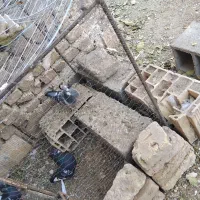 سبز نر هوای به هست|پرنده|کاشمر, |دیوار