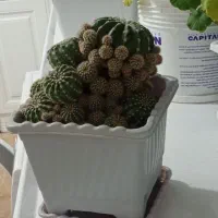 دو عدد گل زیبا|گل و گیاه طبیعی|مریوان, |دیوار