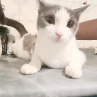 واگذاری گربه رایگان|گربه|تهران, زیبادشت|دیوار