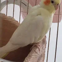 ۳ عدد عروس هلندی ۲ تا سفید ۱ دونه طوسی