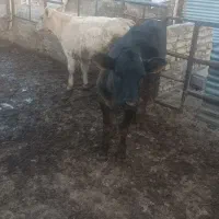 حیوان|حیوانات مزرعه|نیشابور, مازول|دیوار