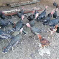 بوقلمون برنز