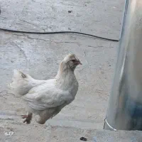 مرغ و خروس
