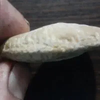 فسیل و سنگواره|کلکسیون و سرگرمی|فیروزکوه, |دیوار