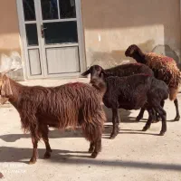 سه تاگوسفندجوان وابستن وبره ماده دامازلق قرمزلخت|حیوانات مزرعه|خواجه, |دیوار