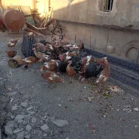 بقلمون 7ماه ماده