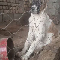 توله سگ|سگ|کنگاور, |دیوار