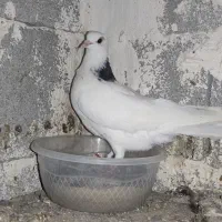 کبوتر پرشی همه چی تموم|پرنده|پارس‌آباد, |دیوار