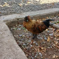 مینیاتوری فونیکس|حیوانات مزرعه|قم, محمد آباد|دیوار