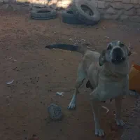 ماده عراقی به همراه توله ها